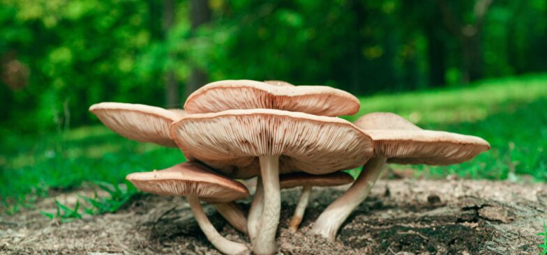 Outlook india mushroom supplements